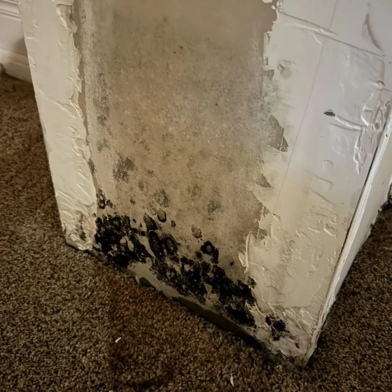 Professional Mold Removal in Oakley, UT